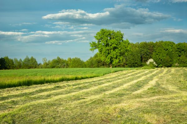 Cost of Vegetation Removal in Mcallen