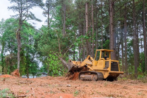 Cost of Forest Thinning in Mcallen