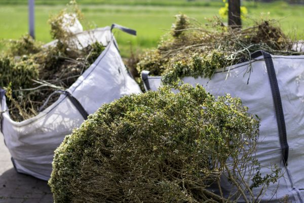 Cost of Bushes Clearing in Mcallen