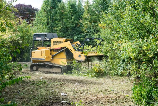 Cost of Pathway Clearing in Mcallen