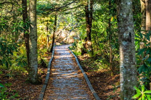 Cost of Trail Clearing in Mcallen