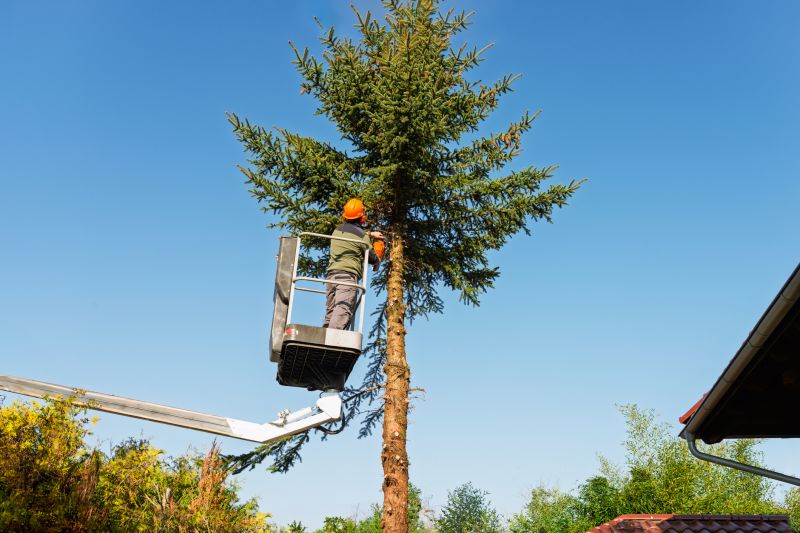 Tree Removal Process